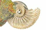 Iridescent Pyritized Ammonite (Quenstedticeras) Fossil Display #368851-1